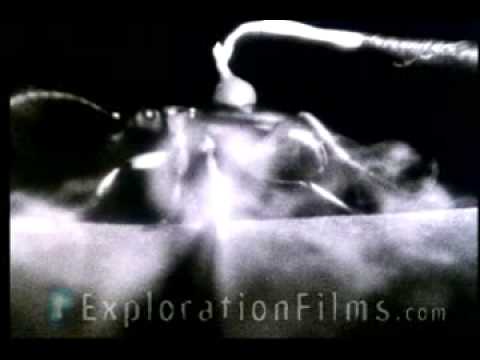 Bombardier Beetle Defies Evolution