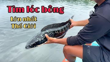 Hành Trình Tìm Lóc Bông Lớn Nhất Thế Giới - Lóc Bông Táp Như Pháo Nổ