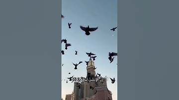 #الشيخ محمد الفقيه/قرآن كريم، سورة العلق/# تلاوة_خاشعة، تلاوة-هادئة Quran Kareem