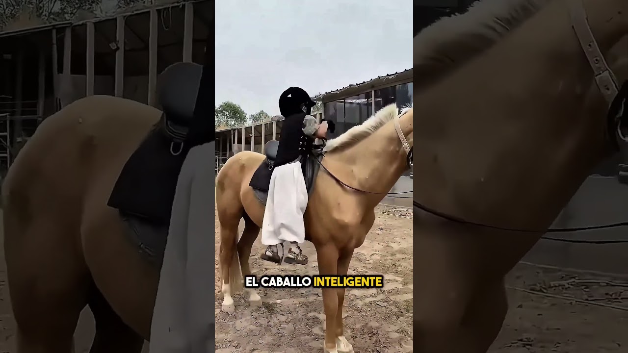 El niño quería montar este caballo por primera vez