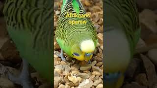 The Haunting Sounds of the Afrikaans Sparrow #birds #birdssound #shorts