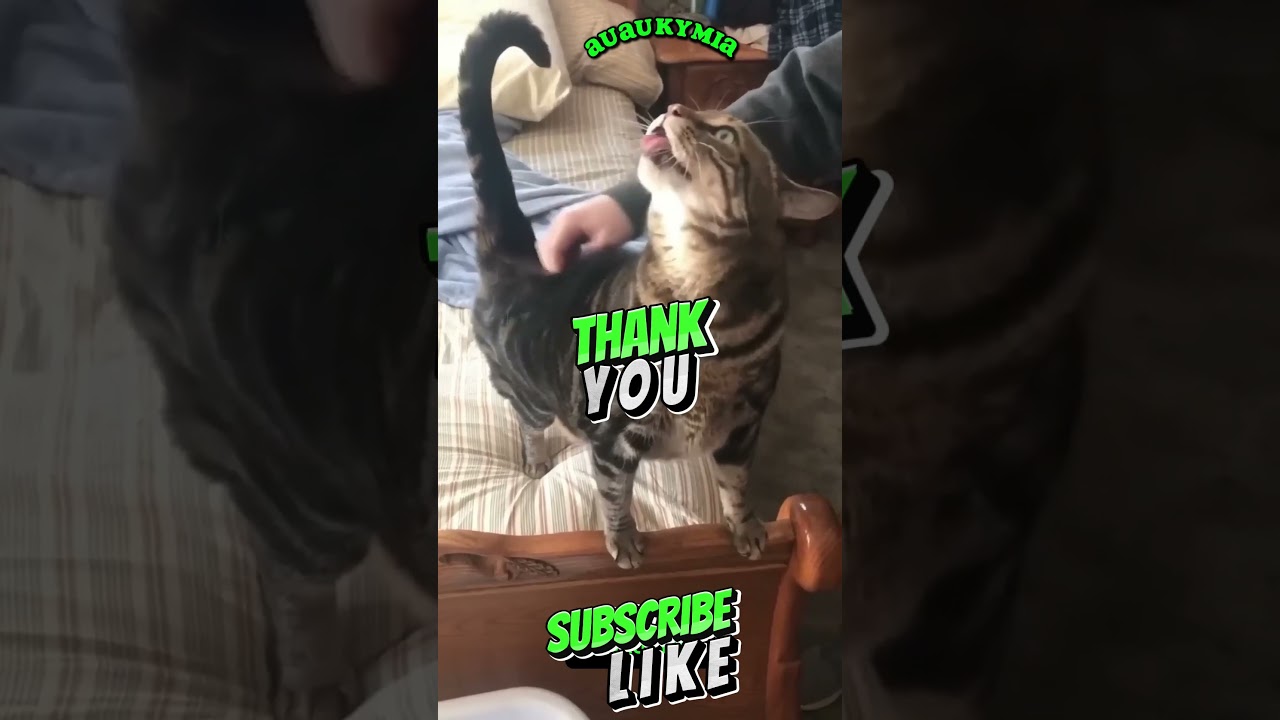 FunnyCats & Dogs Adorable Chaos Unleashed! 