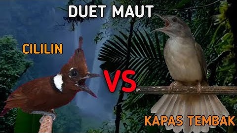 DUET MAUT MASTERAN KOMBINASI CILILIN VS KAPAS TEMBAK | MASTERAN CILILIN VS KAPAS TEMBAK JERNIH