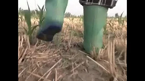 中國北部持續高溫乾旱 農民處境艱難 - 天天要聞