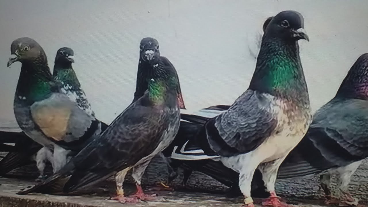 new high fly kabootar Akhtar TV