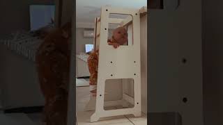 My Duckling Adjustable Learning Tower