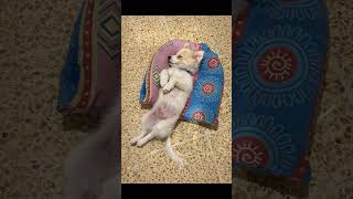 Bonzo..peaceful nap time