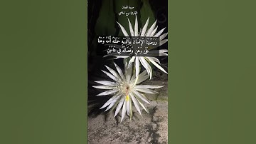 آية ١٤ "ووصينا الإنسان بوالديه حملته أمه وهنا على وهن" من سورة لقمان (٢ من ١٠ وصايا لقمان لابنه)