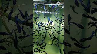 Betta Fish வளரபபத எபபட Betta Fish Care In Tamil