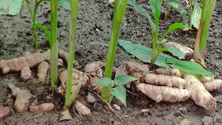 TURMERIC DAY AT THE FARM. WELCOME EVERYONE👋 10/7/26