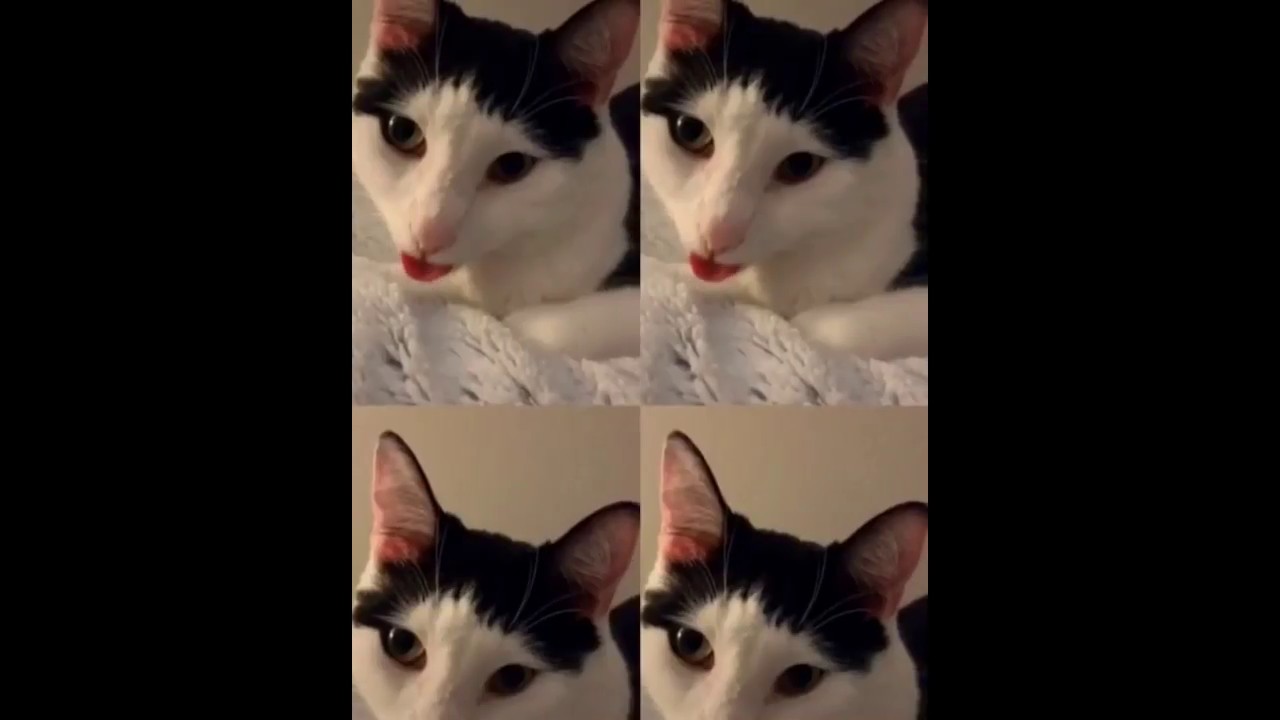 Funny Cat Compilation - YouTube