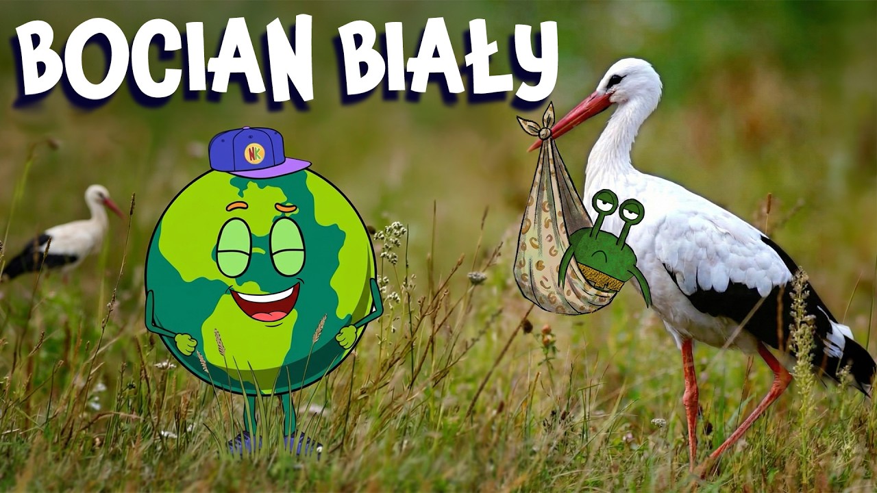 BOCIAN - Czy na prawdę je żaby? Film Edukacyjny dla Dzieci