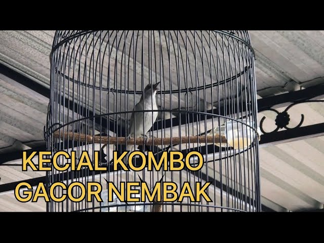 SUARA KERAS ‼️ KECIAL KOMBO GACOR NEMBAK ‼️ class=