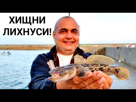 Видео: Как да готвя риба провансалски морски вълк