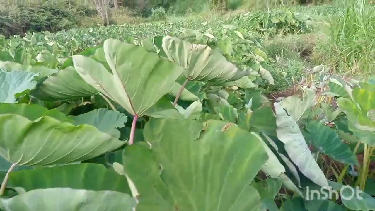Everything you need to know about arrowroot harvesting and farming