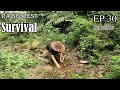 Thử Thách Sinh Tồn Trong Rừng Mưa Một Mình -EP.30 |Survival Alone In The Rainforest -Rare Turtles