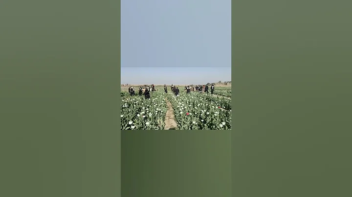 #poppy #crop #destroy #drug #action #farming