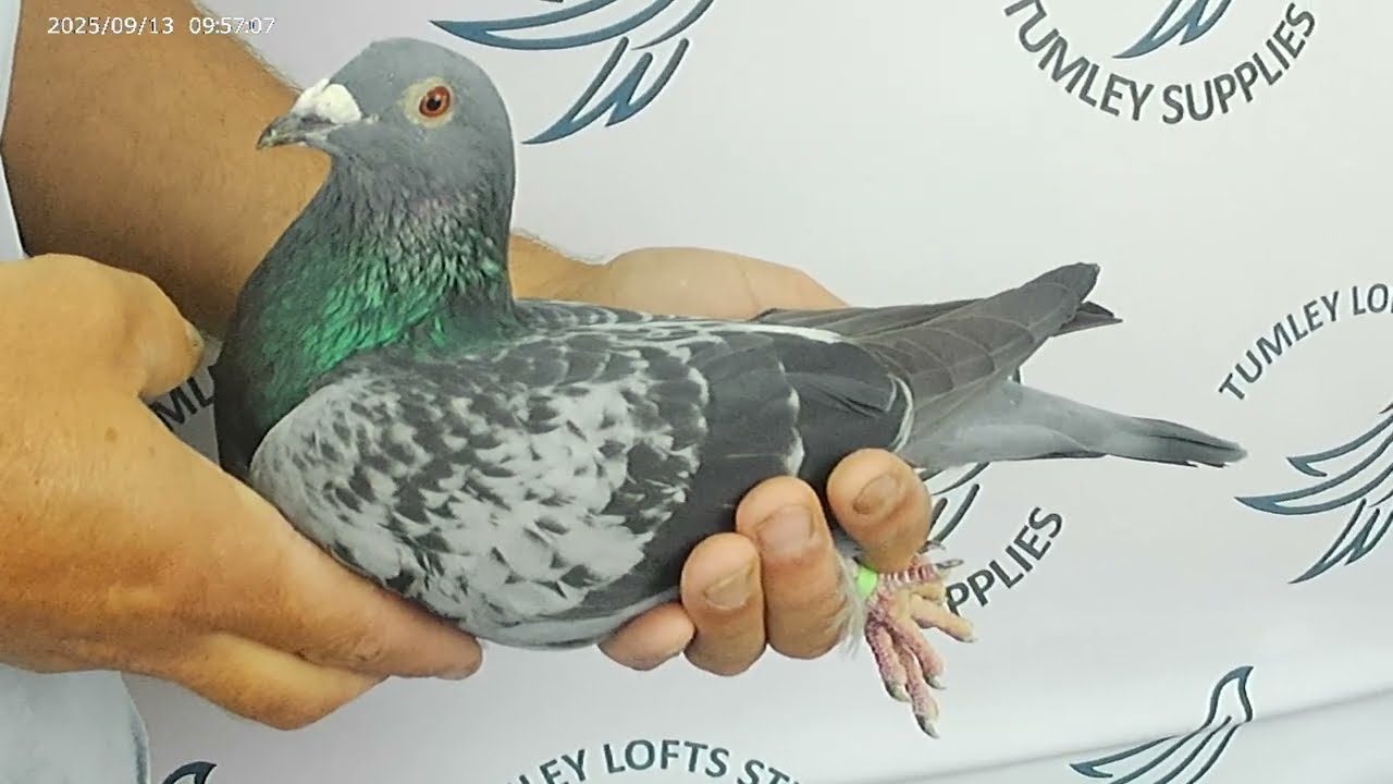 25D290 Dai Evans ♂️ All round distance