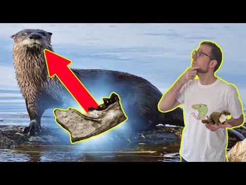 Video: Che aspetto hanno le lontre marine?