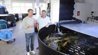Modern Koi Blog #68 - Interim report on the trickle filter test