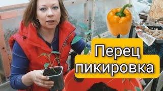 ПИКИРОВКА РАССАДЫ ПЕРЦА без ошибок | Светлана Самойлова