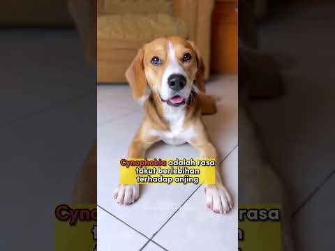 Video: Ketakutan anjing dan Phobias
