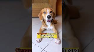APAKAH KAMU MEMILIKI FOBIA TERHADAP ANJING⁉️ #shorts