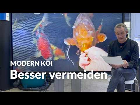 Darf meine Pumpe Luft ansaugen ? | Modern Koi Blog #8030