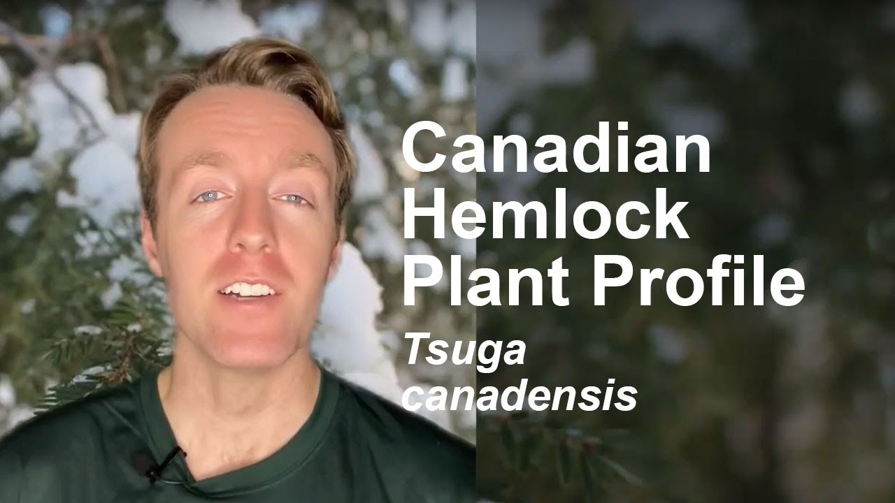 Canadian Hemlock (Tsuga canadensis) Plant Profile