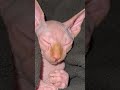 Sleepy Sphynx cat ain’t hairless.