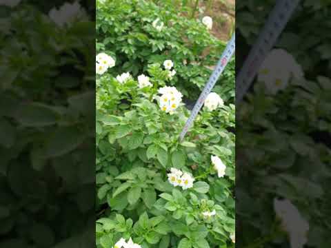 20190530 춘천서면 신품종 행복감자  추왕 두백 설봉 감자박사 임영석