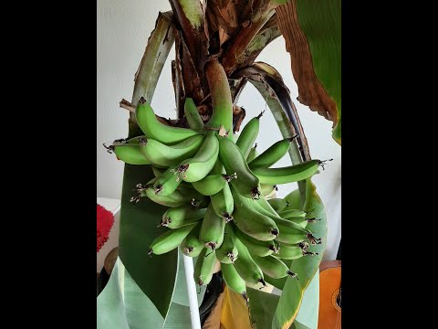 Video: Pflege von Kochbananen: Informationen zum Anbau von Kochbananen