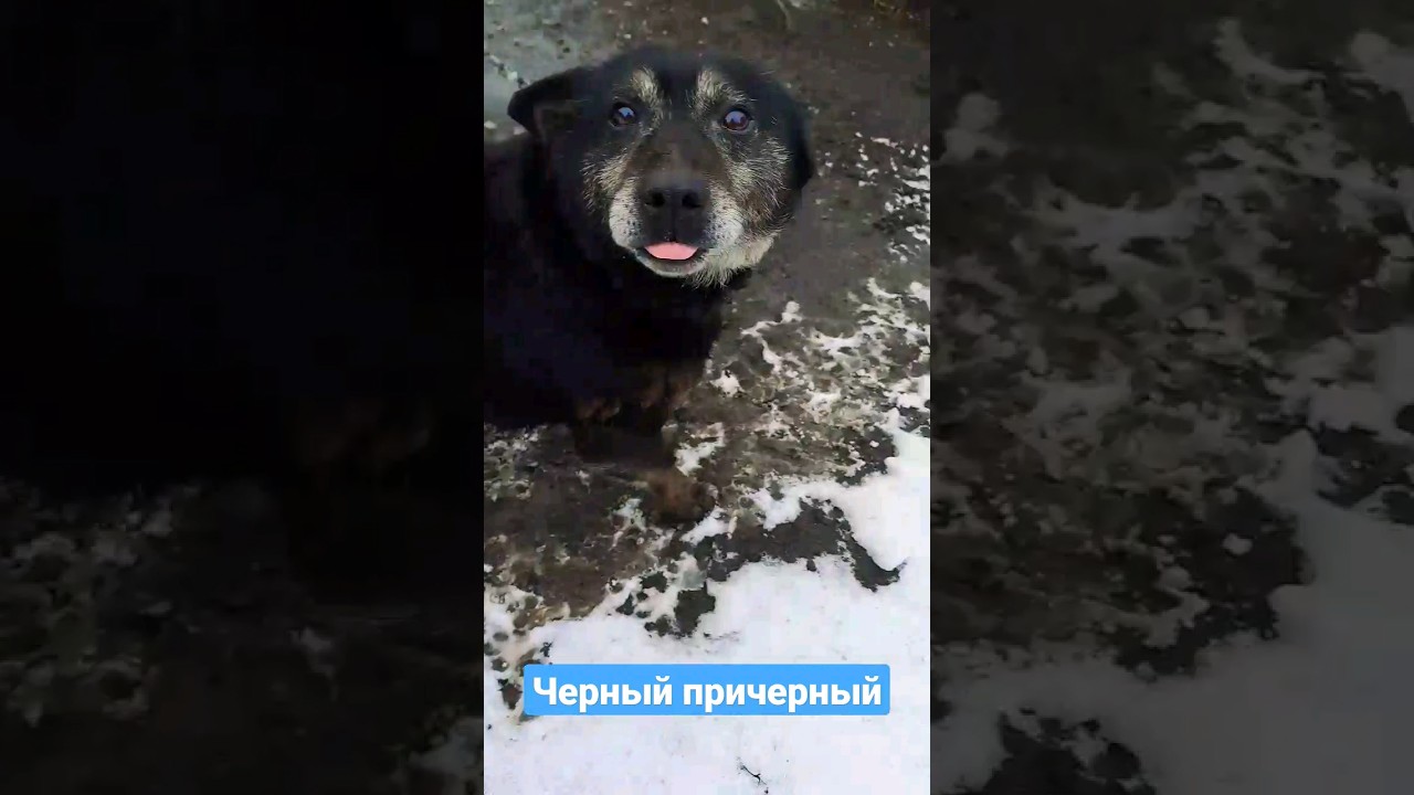 Черный черный песик рад встрече - YouTube