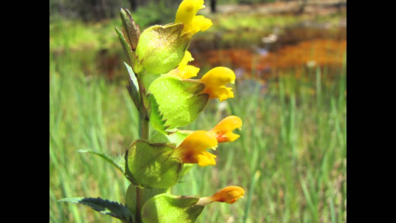 ПОГРЕМОК  (RHINANTHUS)  сем. Норичниковые