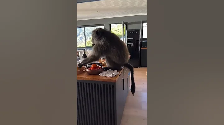 Monkey Invades Private Villa and Stealing Food