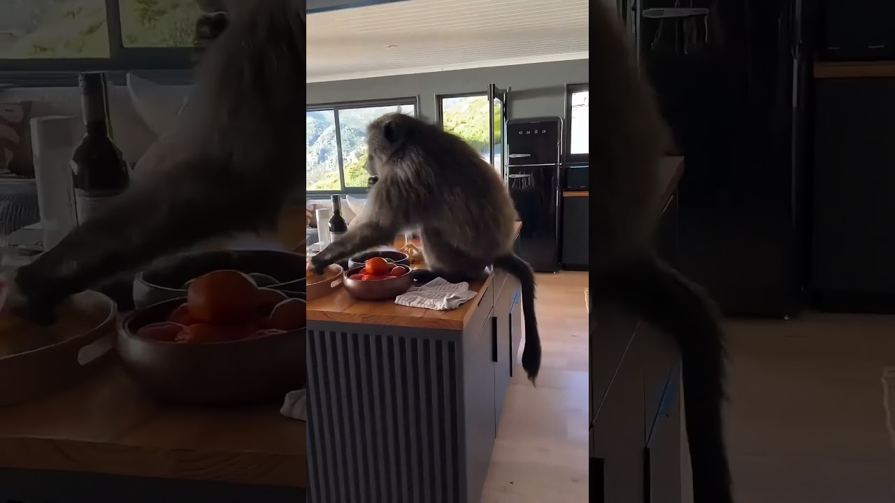 Monkey Invades Private Villa and Stealing Food