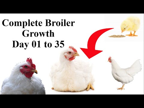 Complete PROCESS Of BROILER Chicken GROWTH From DAY 1 TO DAY 35 | Poultry Farming In Pakistan