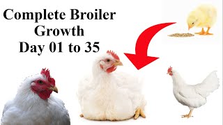 Complete PROCESS Of BROILER Chicken GROWTH From DAY 1 TO DAY 35 | Poultry Farming In Pakistan screenshot 4