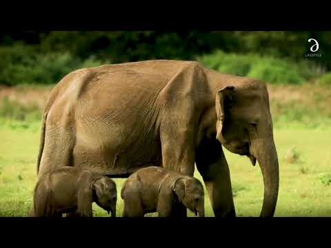 World Elephant Day!