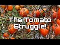 Tomato Fields | Farmer’s Revenue | Karnataka #karnataka #tomato #agriculture #farmer #help