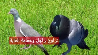 فرنسي يزاوج الحمام الزاجل مع حمام الغابة ورشان و ينتج هجين قوي وجميل pigeon palombe