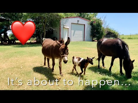 Look at what our goat does to our donkeys!! 🐐
