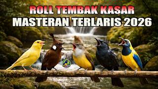 Masteran Terlaris 2026 Roll Nembak Kasar Cocok Untuk Segala Macam Burung Lomba