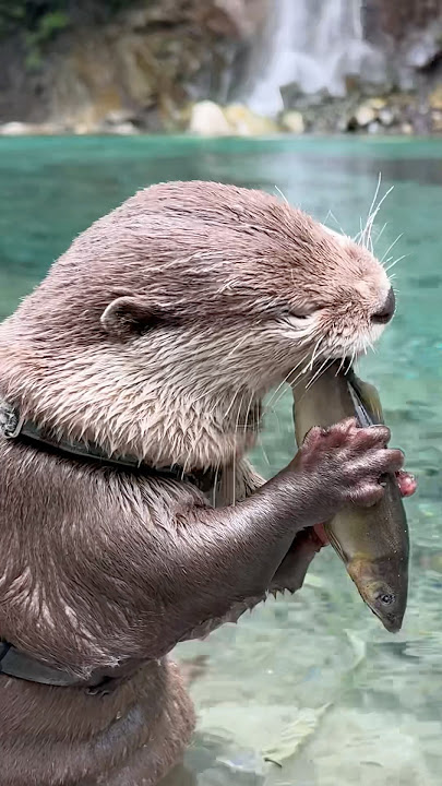 Kanagawa’s Last Hidden Gem, Yushin Valley😍😍 #shorts #aty #otter #WaterSausage