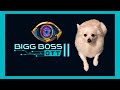 Big boss ott season 2 dog version  roy hindustani