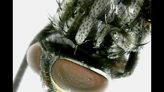 Fly caught in Spider web is under Microscope