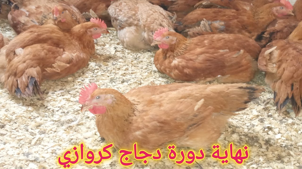 كيفاش تربح 3000 درهم شهريا من تربية 250 دجاج كروازي