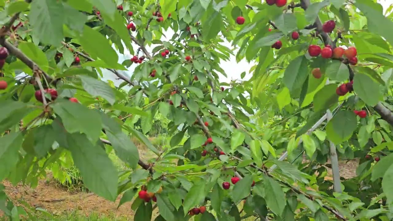 합천체리 3 - 버건디펄