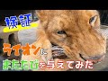 【検証】ライオンに初めてのマタタビをあげたらまさかの展開に！？Lion likes Matatabi !?