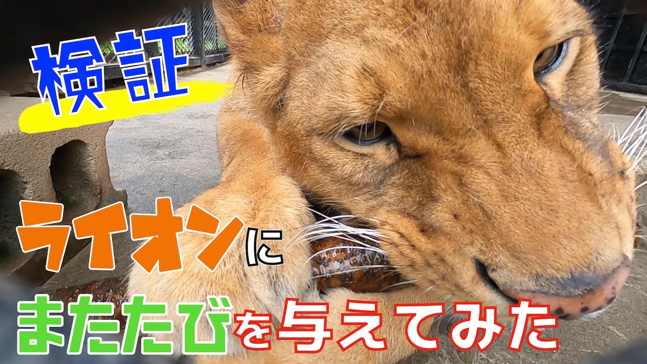 【検証】ライオンに初めてのマタタビをあげたらまさかの展開に！？Lion likes Matatabi !?